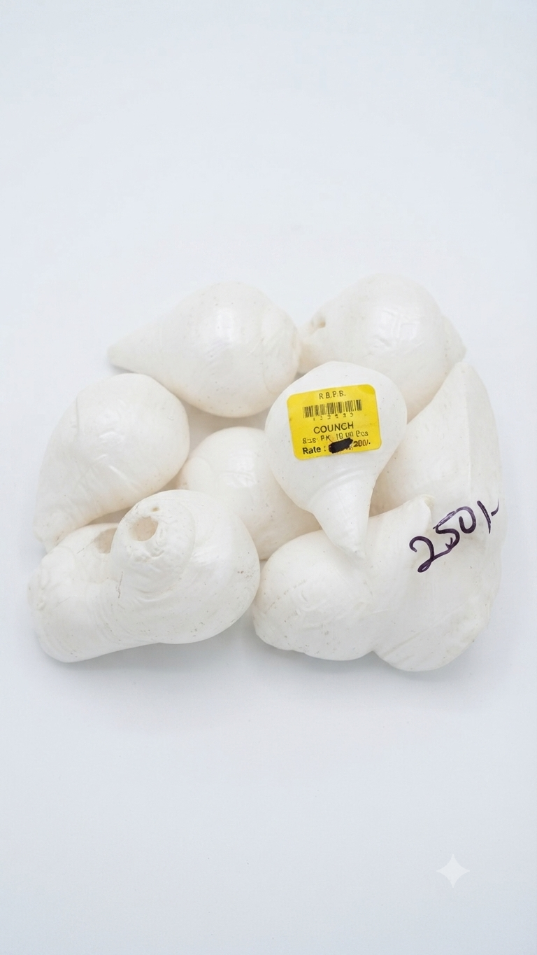 Small Natural Conch Shells shankha